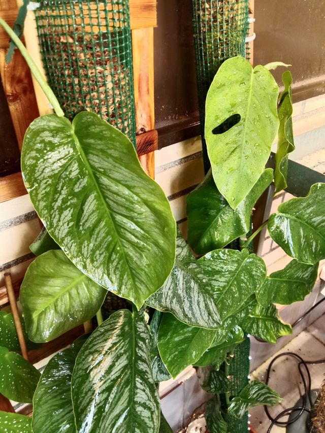 Monstera dubia (esquejes)