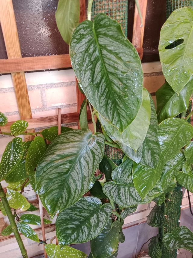 Monstera dubia (esquejes)