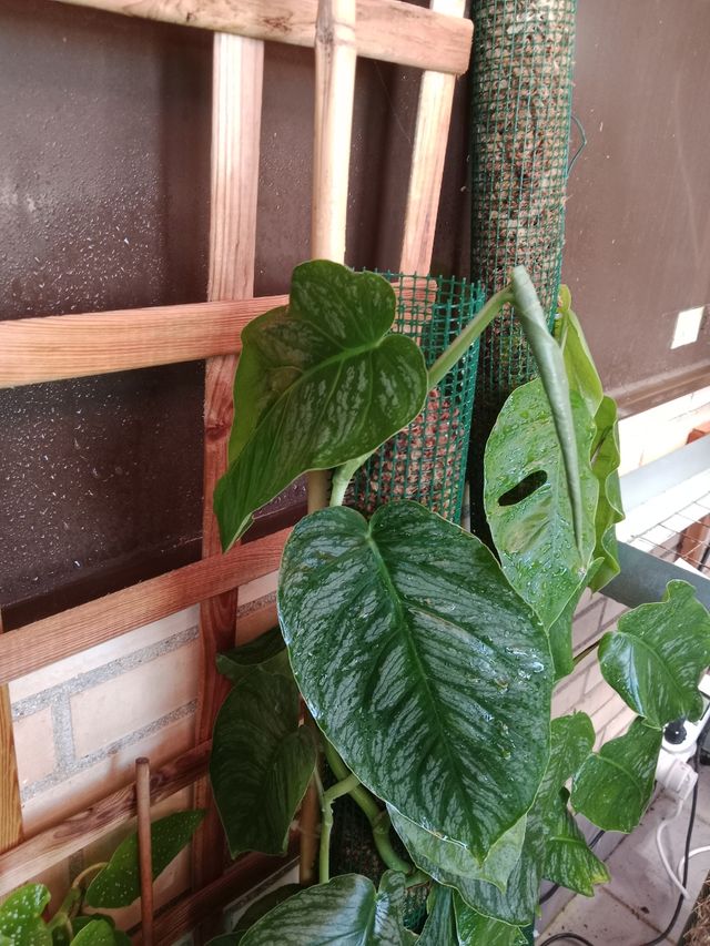 Monstera dubia (esquejes)