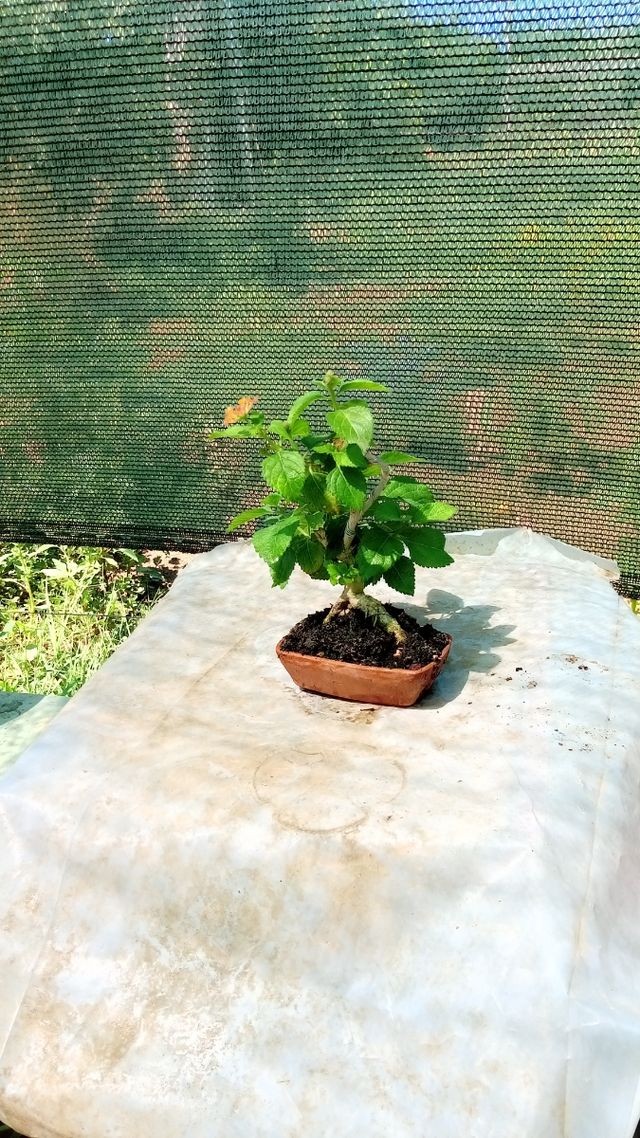 Mini Bonsai Lantana