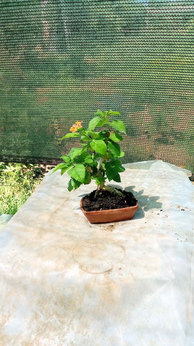 Mini Bonsai Lantana