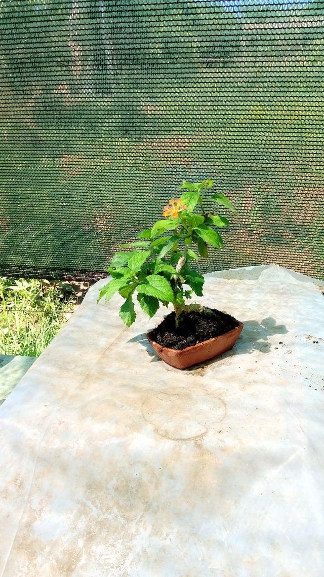 Mini Bonsai Lantana
