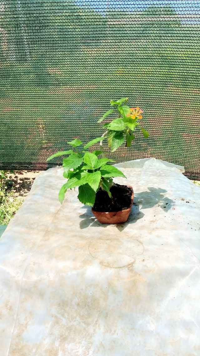 Mini Bonsai Lantana