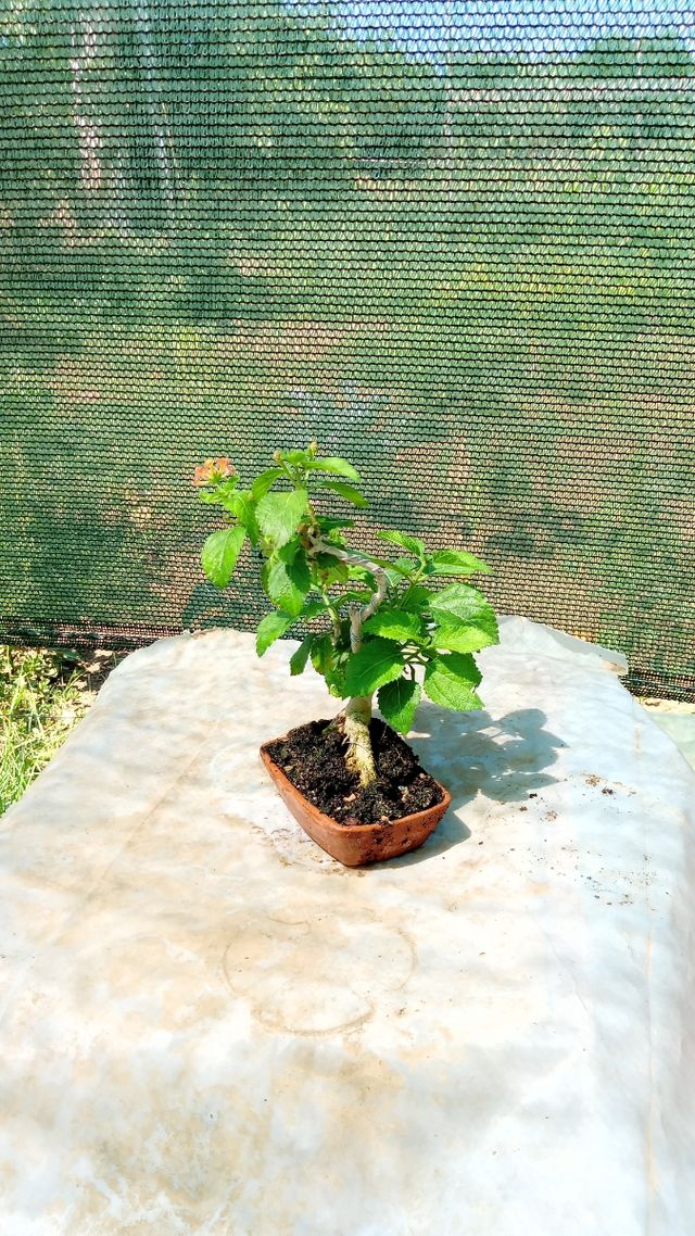 Mini Bonsai Lantana