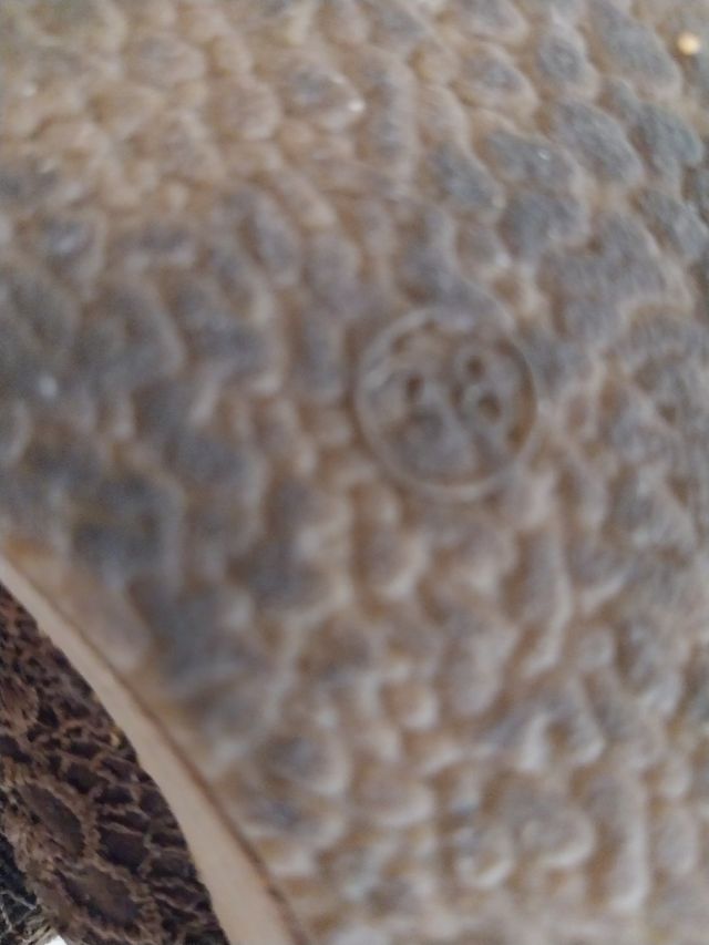 Bailarinas con cuña