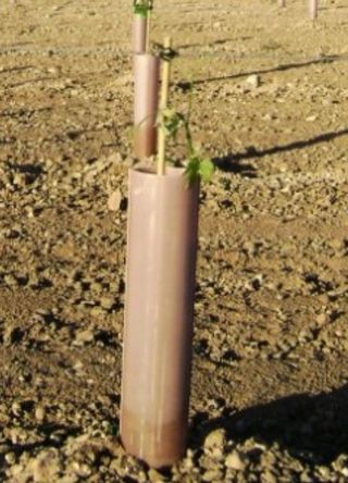 Protectores para plantas