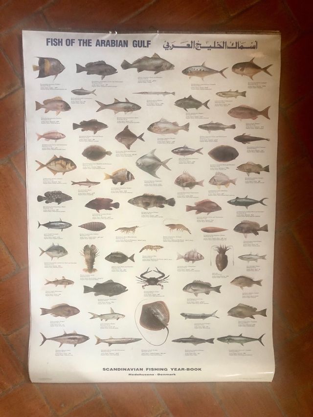 Poster peces Golfo Arábigo