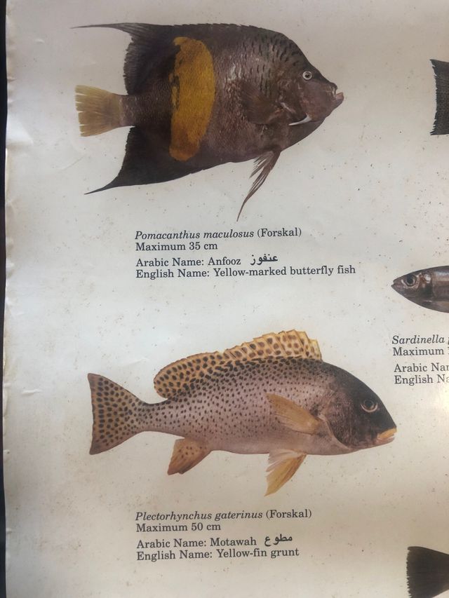 Poster peces Golfo Arábigo