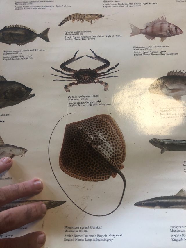 Poster peces Golfo Arábigo