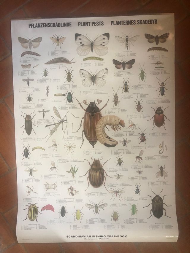 Poster Insectos Escandinavia