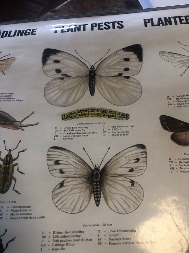 Poster Insectos Escandinavia