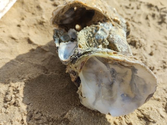 Concha de Ostra grande