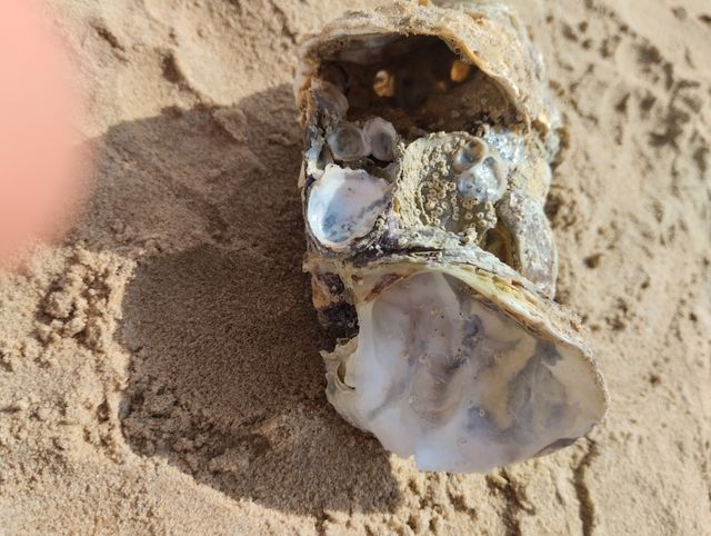 Concha de Ostra grande