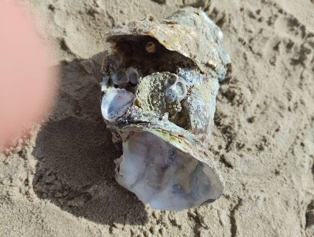 Concha de Ostra grande