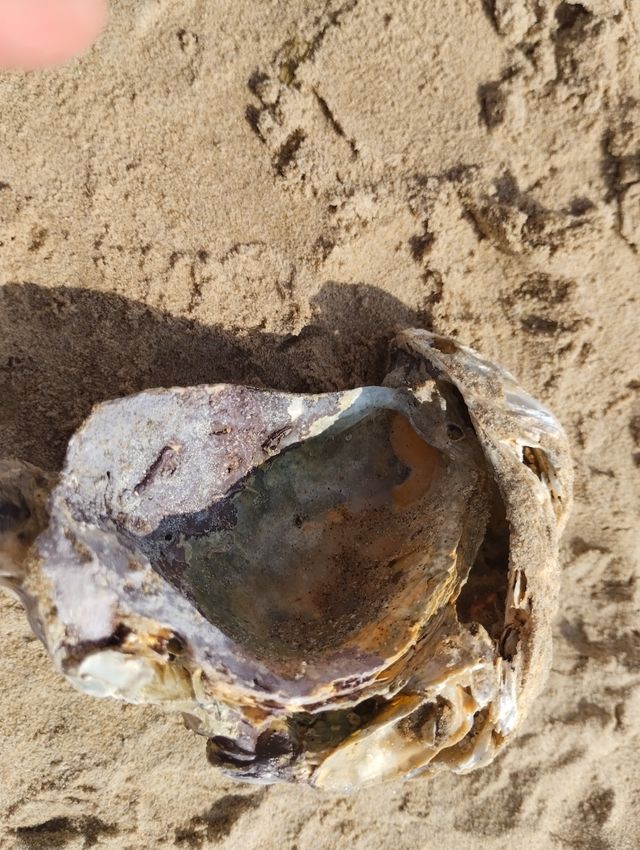 Concha de Ostra grande