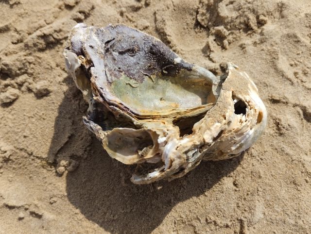 Concha de Ostra grande