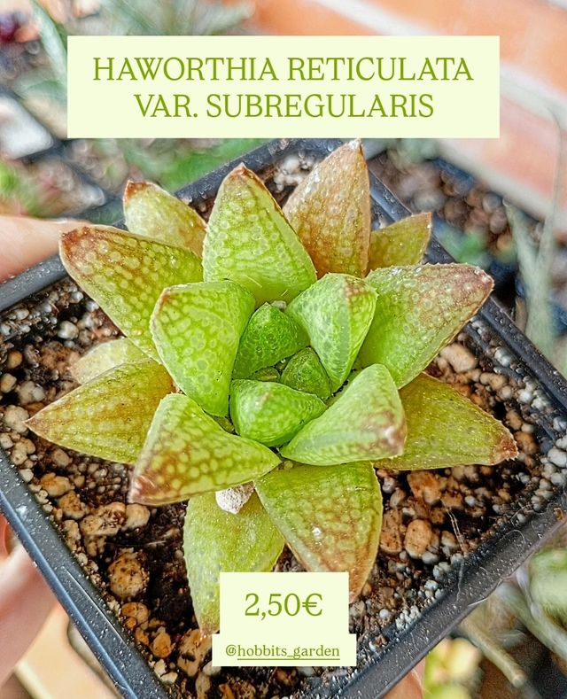 Haworthia Reticulata Var. Subregularis - Suculenta