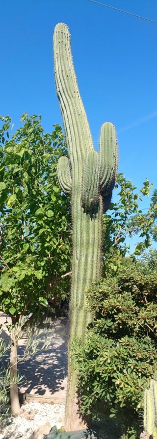 Cactus Gigante 5m