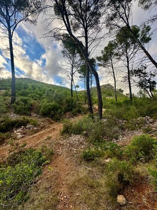 Terreno rústico Andratx la coma fria