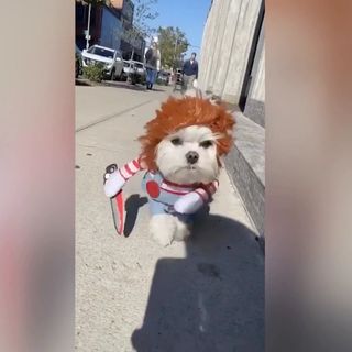 Disfraz Chucky perro talla M