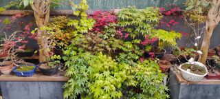 lote arces bonsai  arakawa, seigen, benichidori