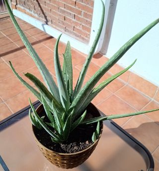 Aloe vera - Plantas