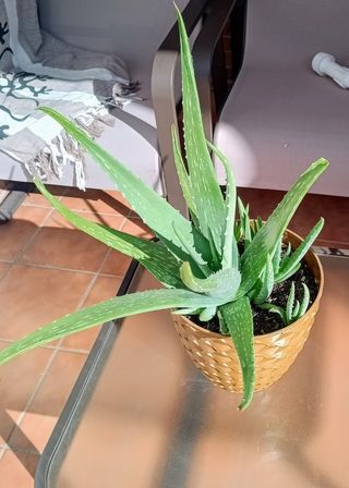 Aloe vera - Plantas