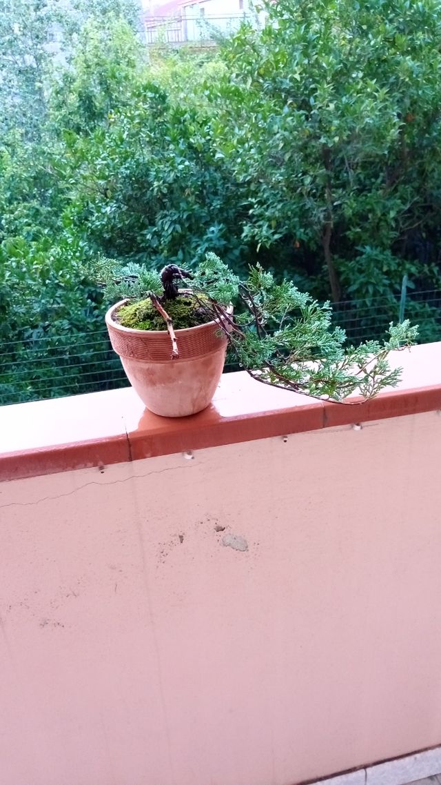 Bonsai Ginepro Cascata