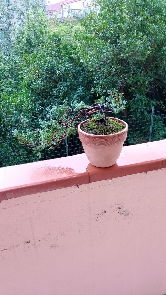 Bonsai Ginepro Cascata