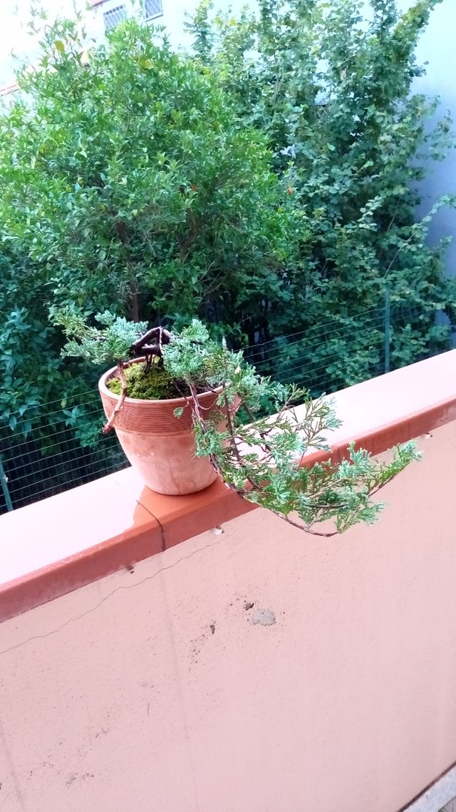 Bonsai Ginepro Cascata