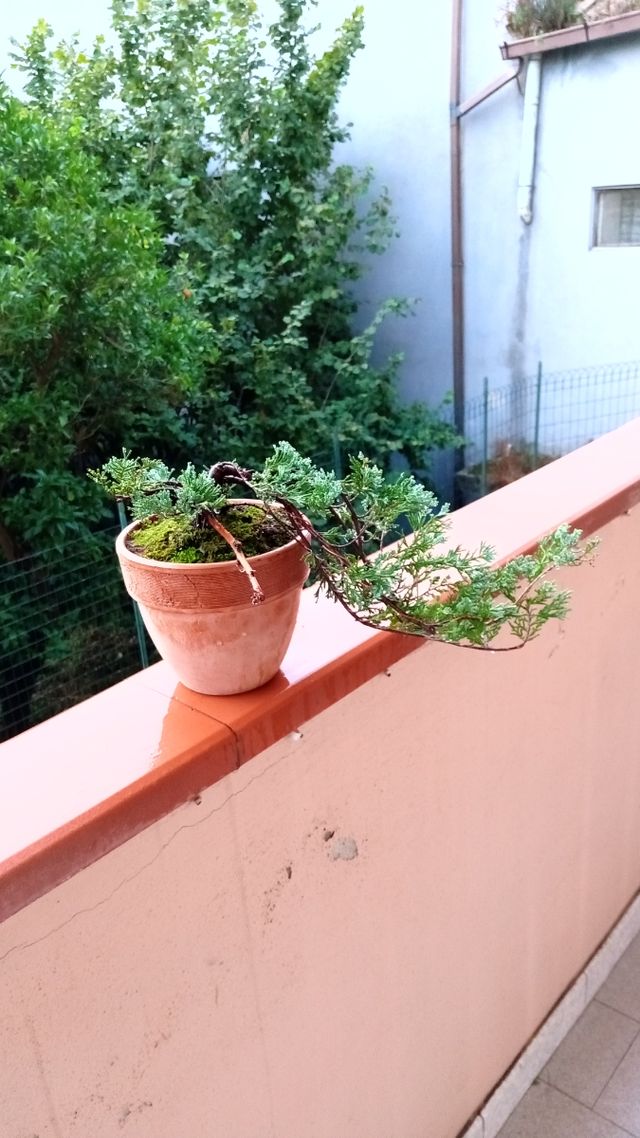 Bonsai Ginepro Cascata