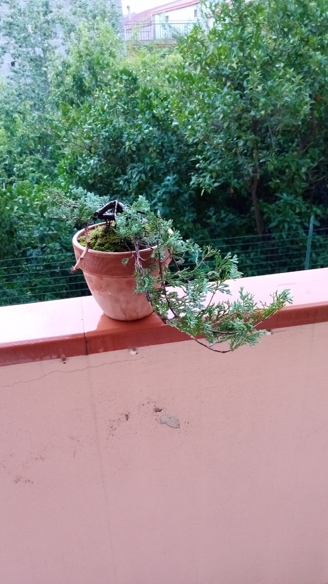 Bonsai Ginepro Cascata