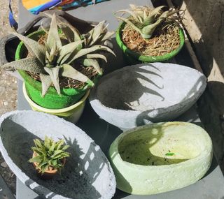 Vasi ceramica piante grasse
