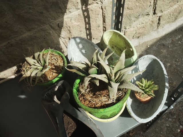 Vasi ceramica piante grasse