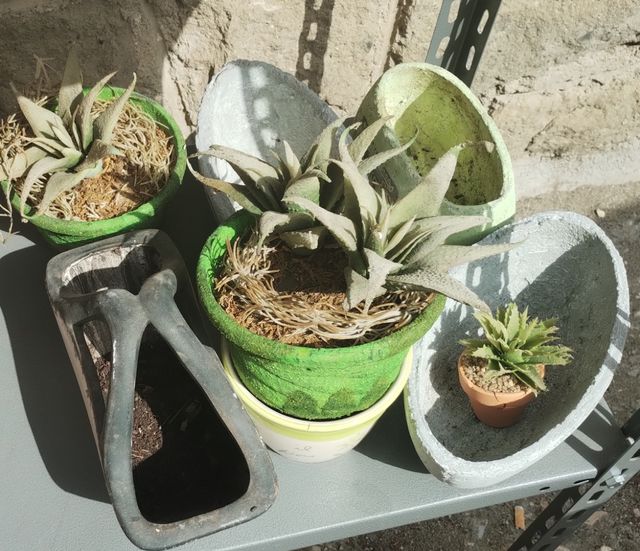 Vasi ceramica piante grasse