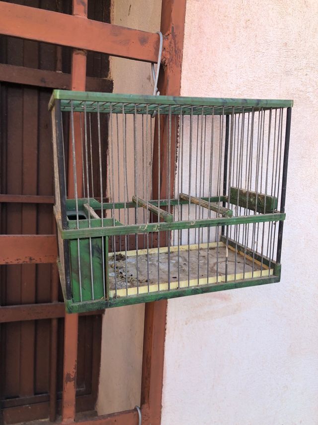 Jaula pájaros verde