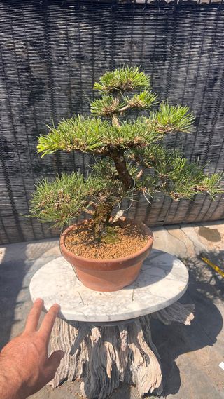 BONSAI THUNBERGI / PINO NEGRO JAPONES / KUROMATSU