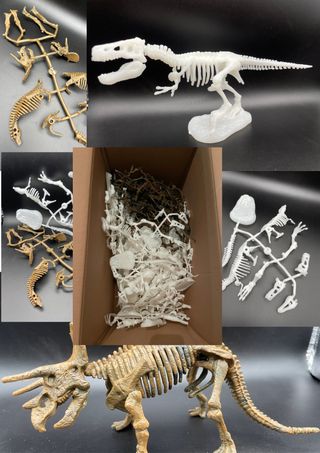Scheletri Dinosauri - Gioco Bambini