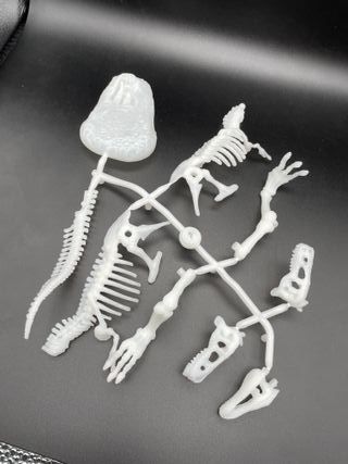 Scheletri Dinosauri - Gioco Bambini