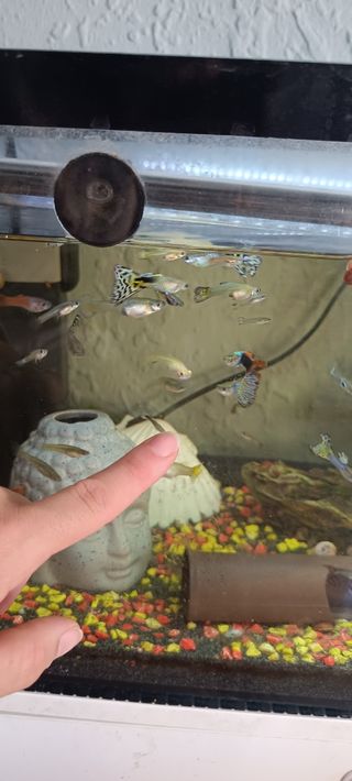 Accesorios para acuario, guppys