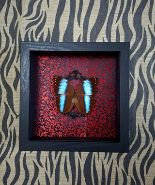 Quadro farfalla Morpho