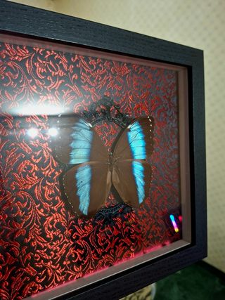 Quadro farfalla Morpho