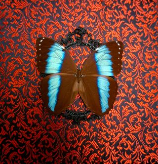 Quadro farfalla Morpho