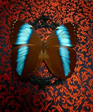 Quadro farfalla Morpho
