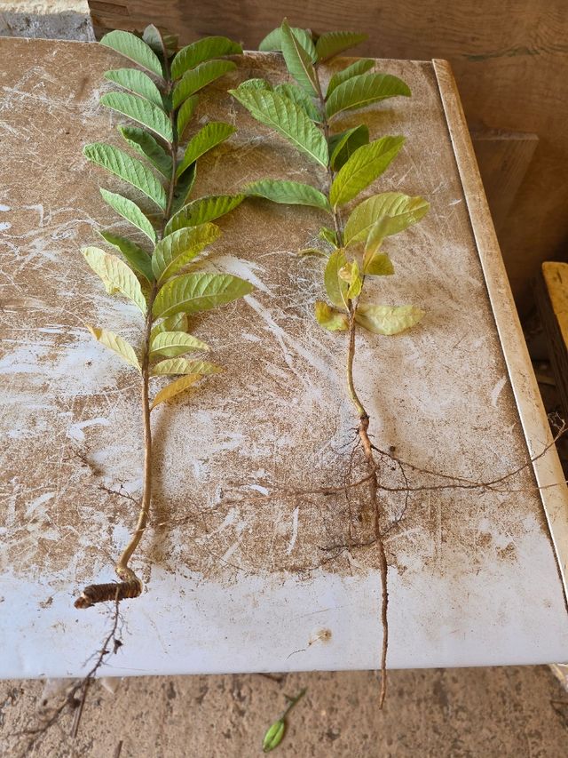 2 piantine di guava