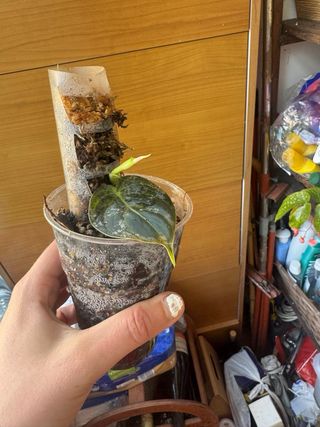 Philodendron melanochrysum talea radicata 