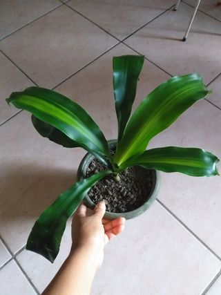 Dracena pianta della felicita dorado altezza 29 c