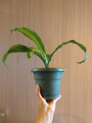 Dracena pianta della felicita dorado altezza 29 c