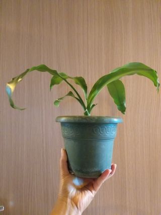 Dracena pianta della felicita dorado altezza 29 c