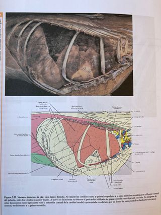 Atlas en color de anatomía veterinaria (Elsevier)